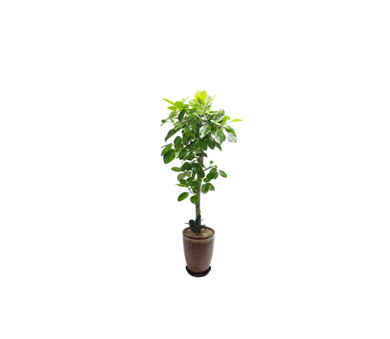 뱅갈고무나무 (특)